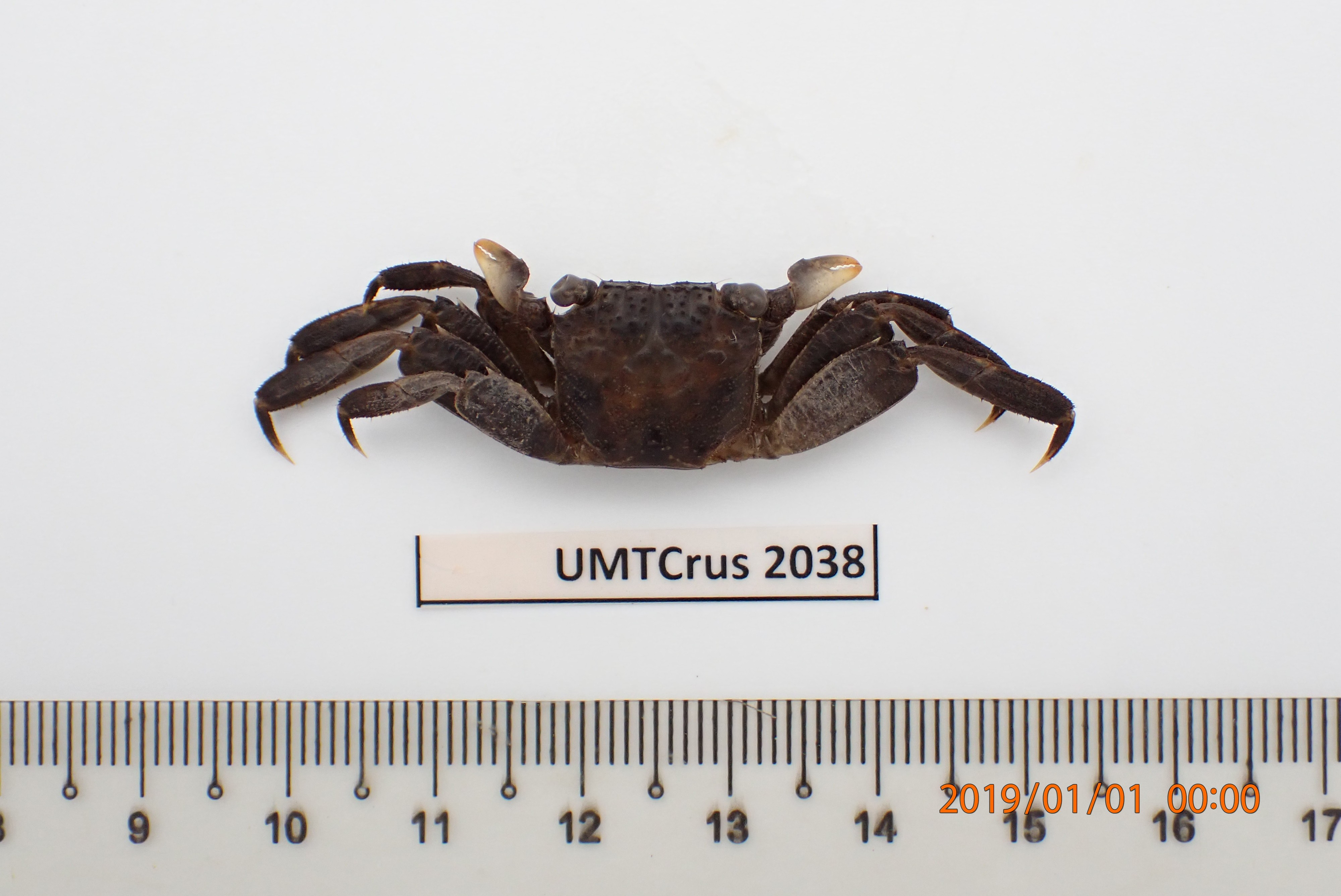 Specimen image